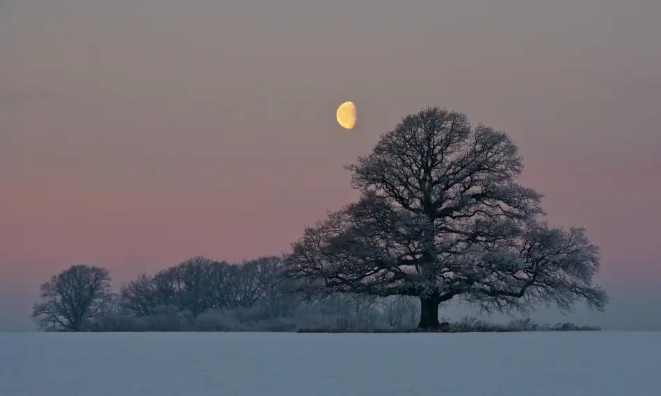 Lindeløff, Jørgen Hans: Die Eiche und der Mond
