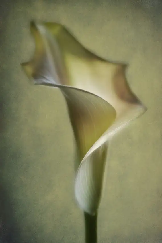 Andersen, Lotte: Calla-Lilie