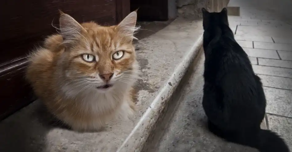 Stefan, Jacek: Watchers