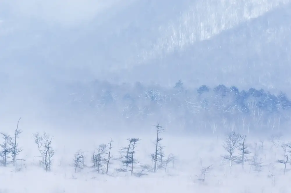 Tomihisa, Kouji: Tempesta di neve e alberi giovani