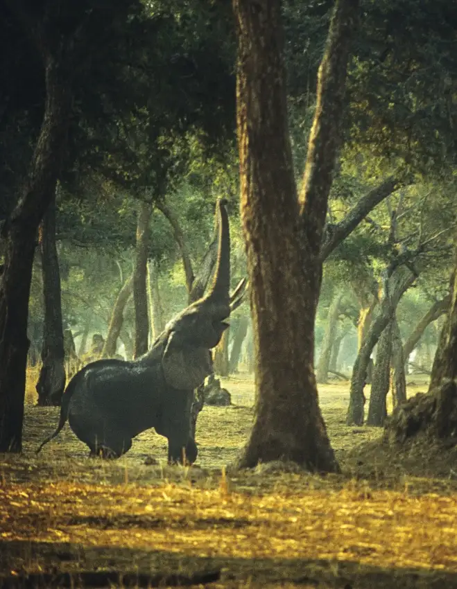 Berry, Jerry: Yoga dell'elefante