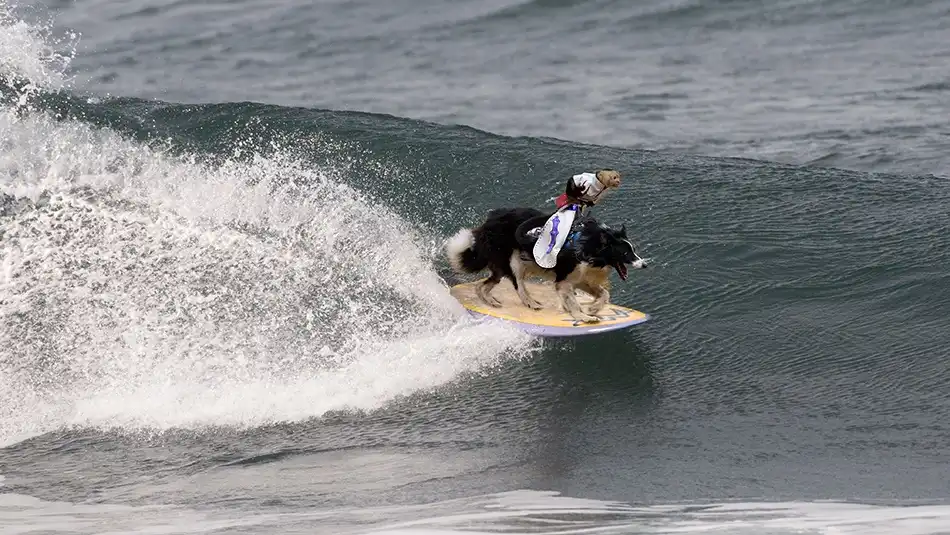Forns, Alfred: ¡¡¡Montarlos vaquero !!!!!