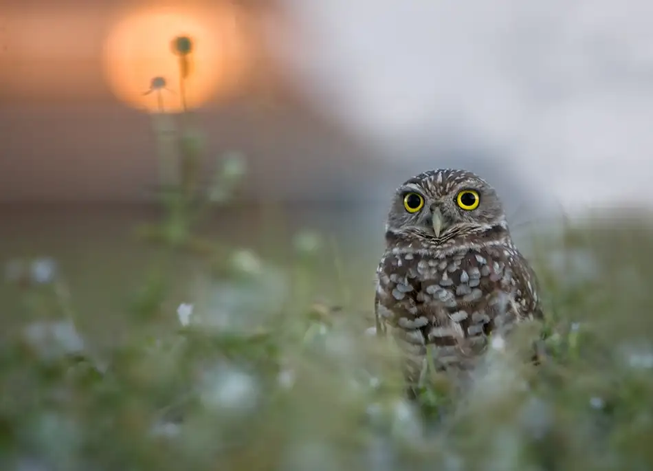 Forns, Alfred: Letztes Licht am Nest!!