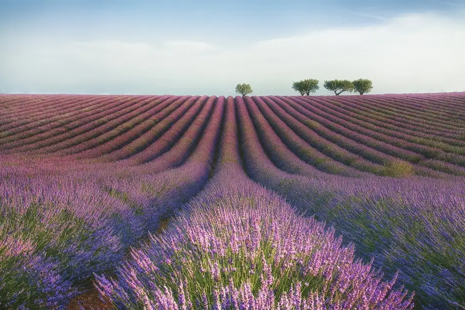 Chernilova, Margarita: Velluti di lavanda