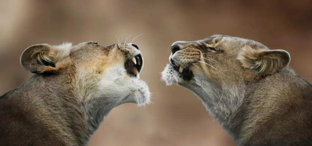 Guillemot, Mathilde: Hai capito cosa ho detto………… Sì!