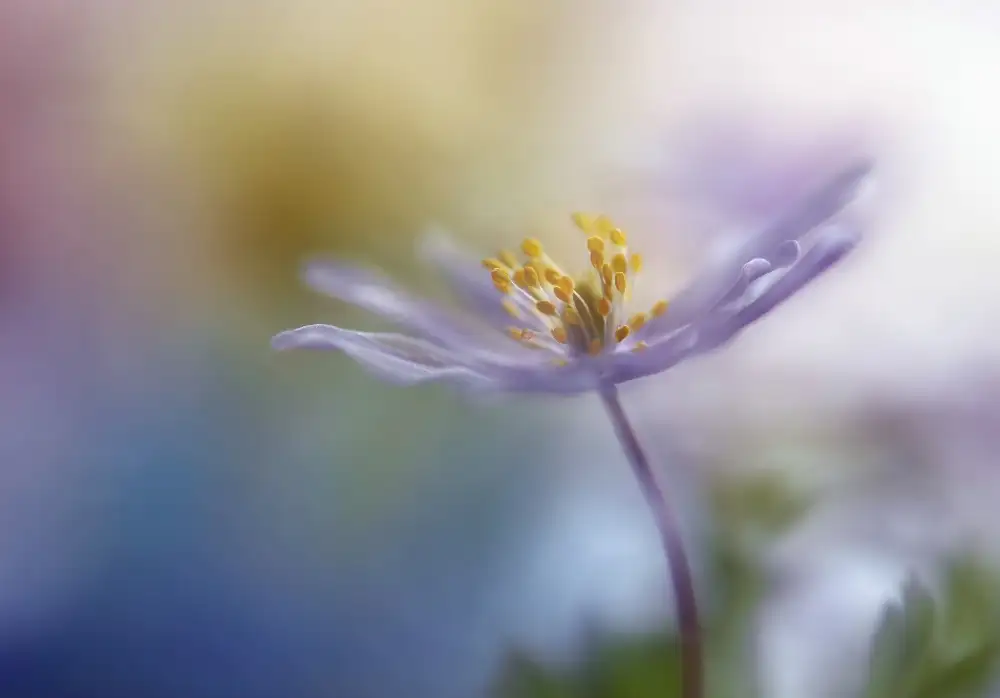 Westum, Heidi: Springtime watercolor