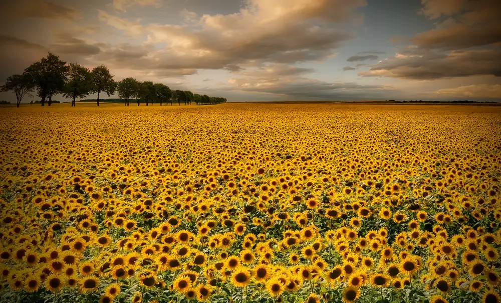 Krol, Bax Piotr: Sonnenblumen