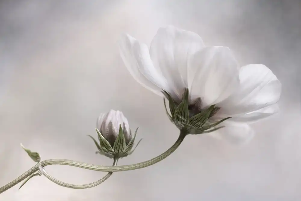 Disher, Mandy: Simplement Cosmos