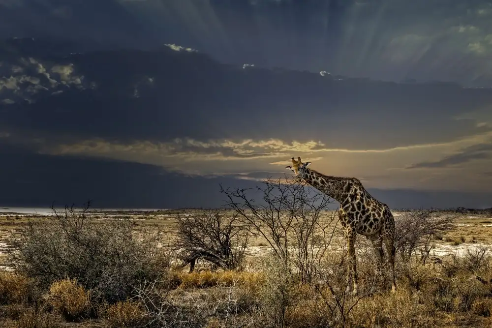 Flour, Piet: Východ slunce v NP Etosha