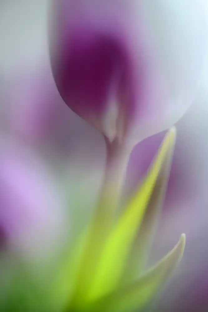 Westum, Heidi: Soft secrets