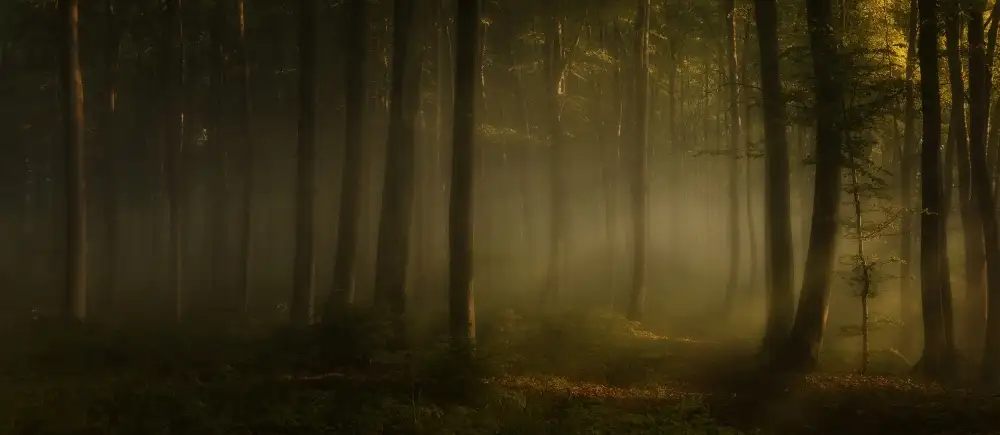 Maier, Norbert: comment les mots peuvent-ils exprimer la sensation de la lumière du soleil le matin