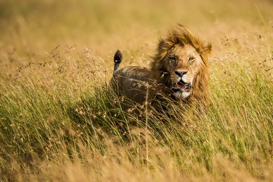 Alnaser, Mohammed: König der Löwen