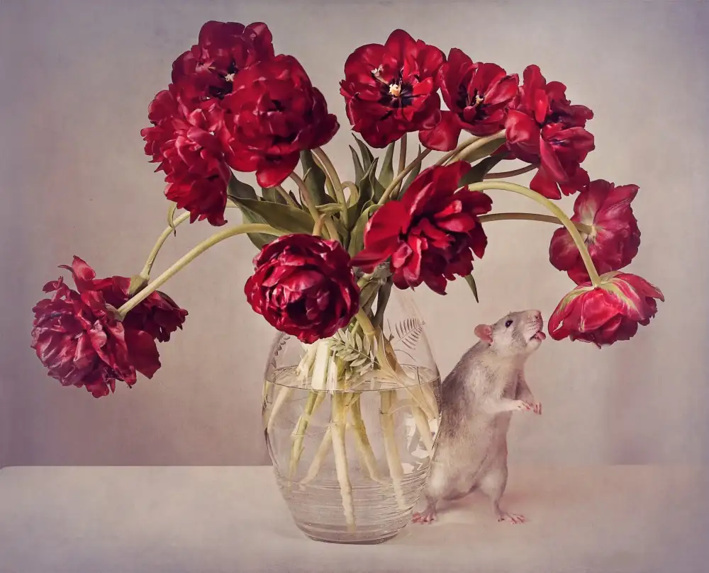 Deelen, van Ellen: Stillleben mit Tulpen :) (Teure Vase.....hochgeladen für das Wochenthema „Teuer“
