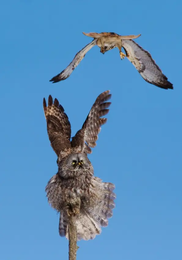 Costina, Mircea: Bartkauz gegen Rotschwanzbussard