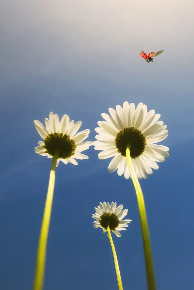 Lobato, C. Jose: Coccinella