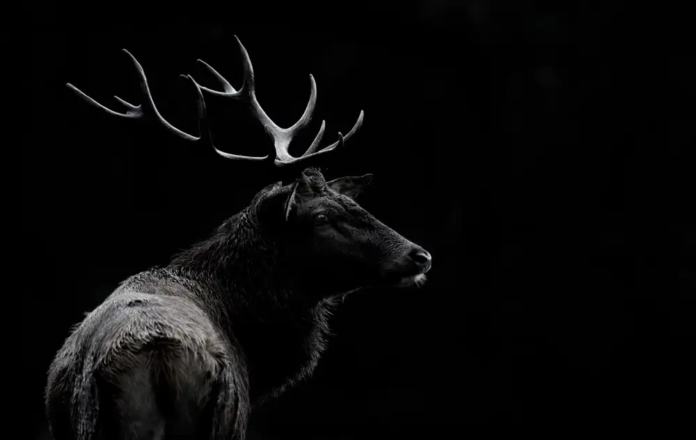 Mei, Massimo: L'anima del cervo