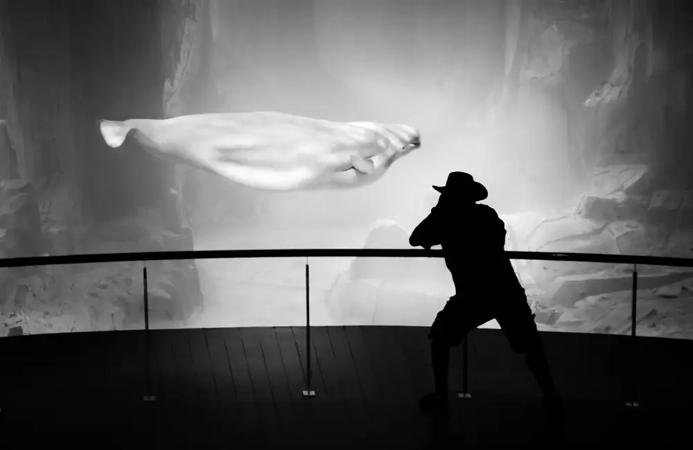 Duran, Luis Juan: Fotograf a beluga