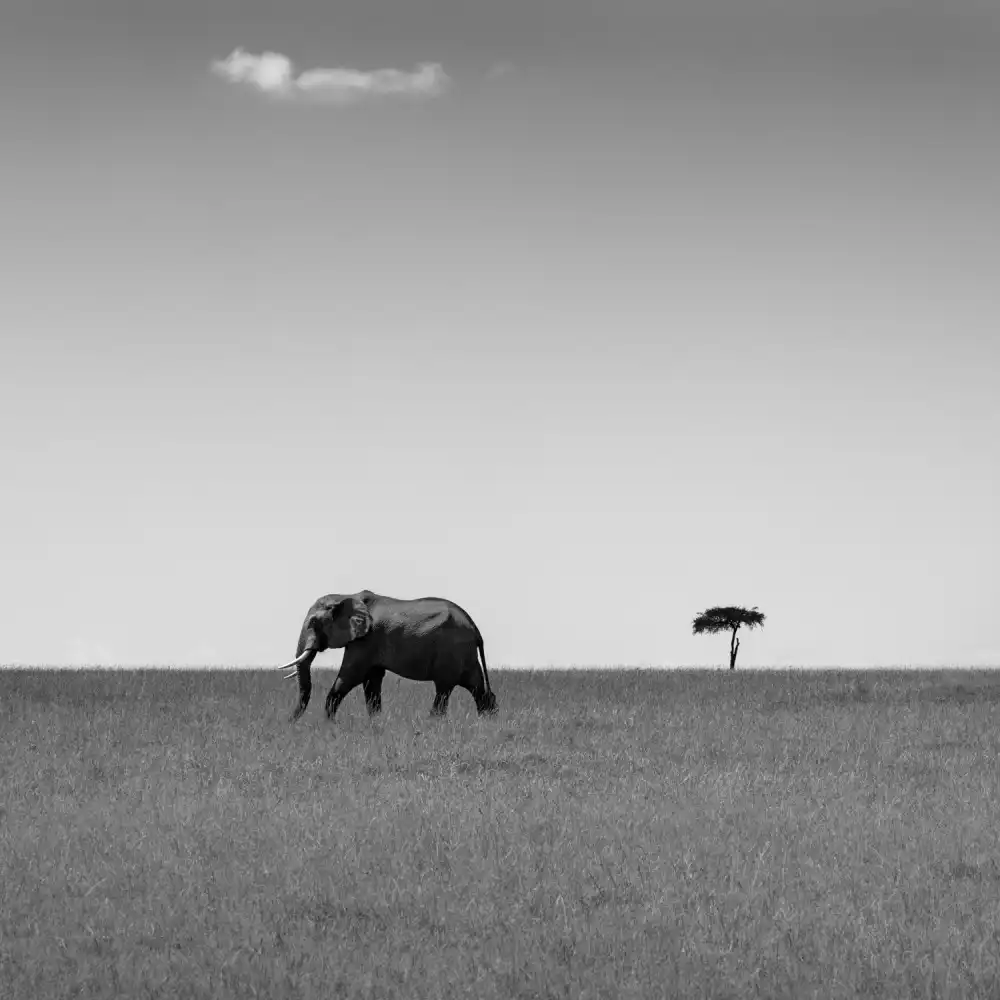 Khataw, Ali: Elefant und die freundliche Wolke...