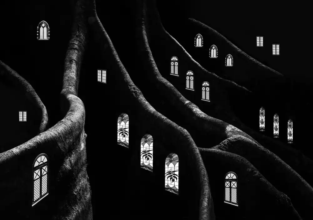 Hammer, Jacqueline: Finestre della foresta