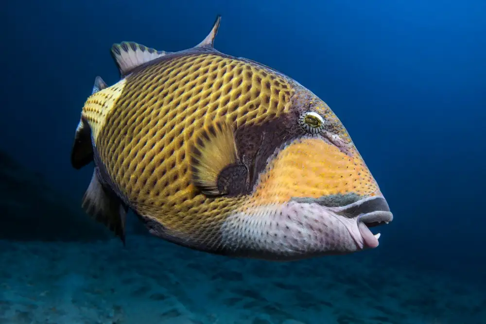 Gabriel, Barathieu: Pesce balestra
