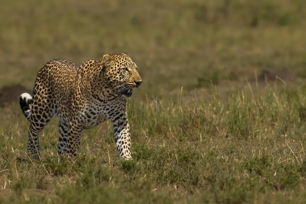 Mei, Massimo: Leopardo