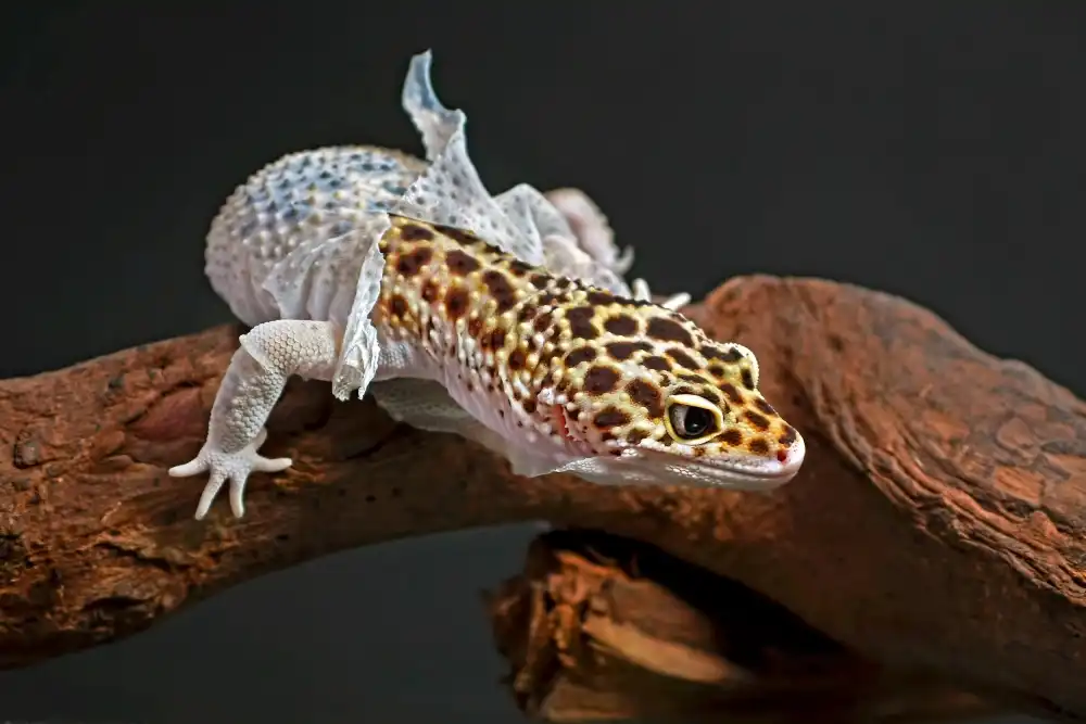 Oesin, Dikky: Shedding