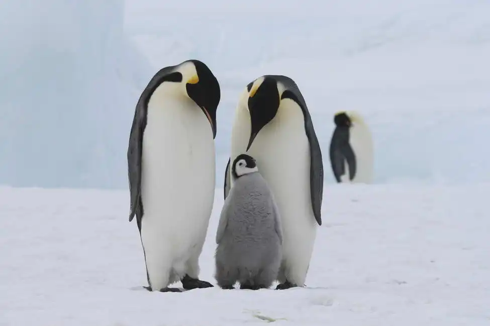 Unknown: Manchots empereurs sur la glace de mer dans la mer de Weddell