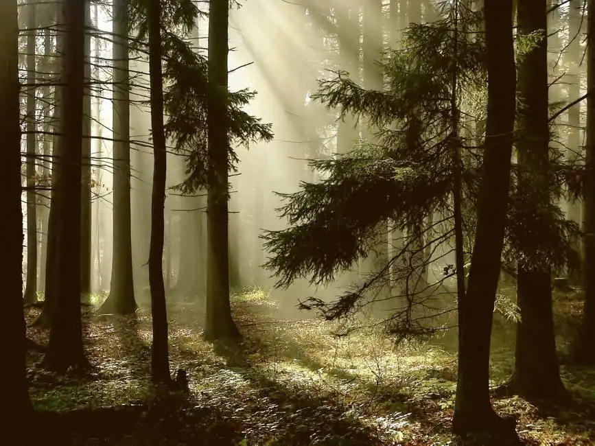 Neznámý: Magické sluneční paprsky mezi stromy