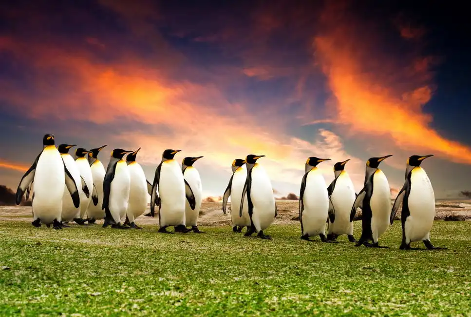 Unknown: I pinguini reali delle Isole Falkland