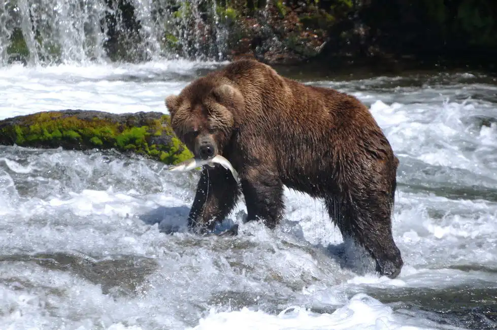 Neznámý: Medvěd grizzly při lovu lososů