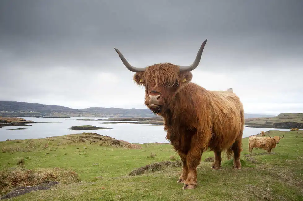 Neznámý: Kráva na Isle of Skye