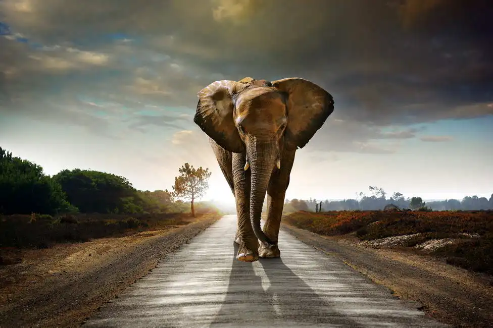 Unknown: Eléphant marchant le long de la route