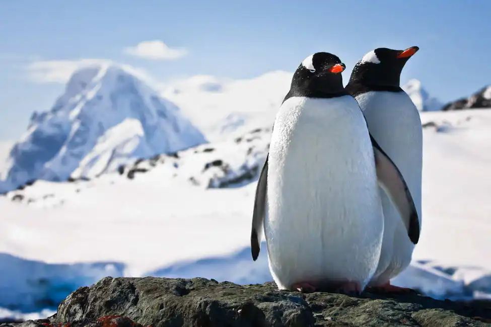 Unknown: Träumen auf einem Felsen (Pinguine)