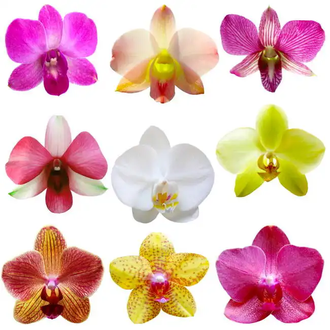 Neznámý: Orchideje na bílém pozadí