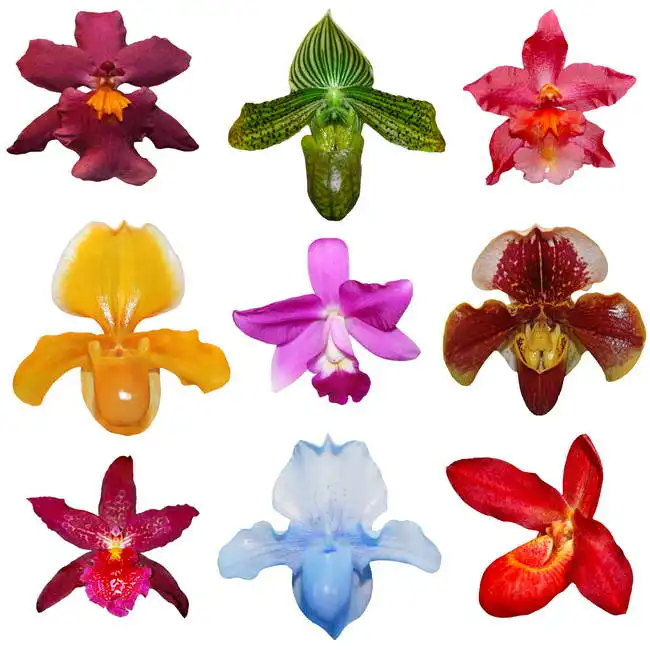 Neznámý: Devět orchidejí