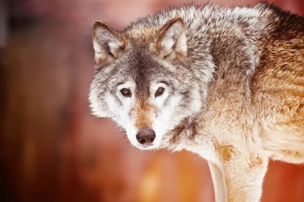 Unknown: Portrait de loup
