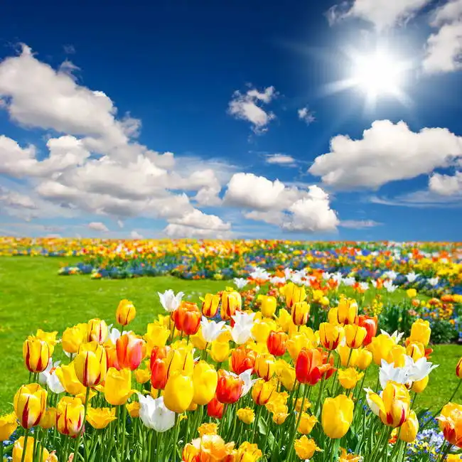 Neznámý: Pole s květy tulipánů