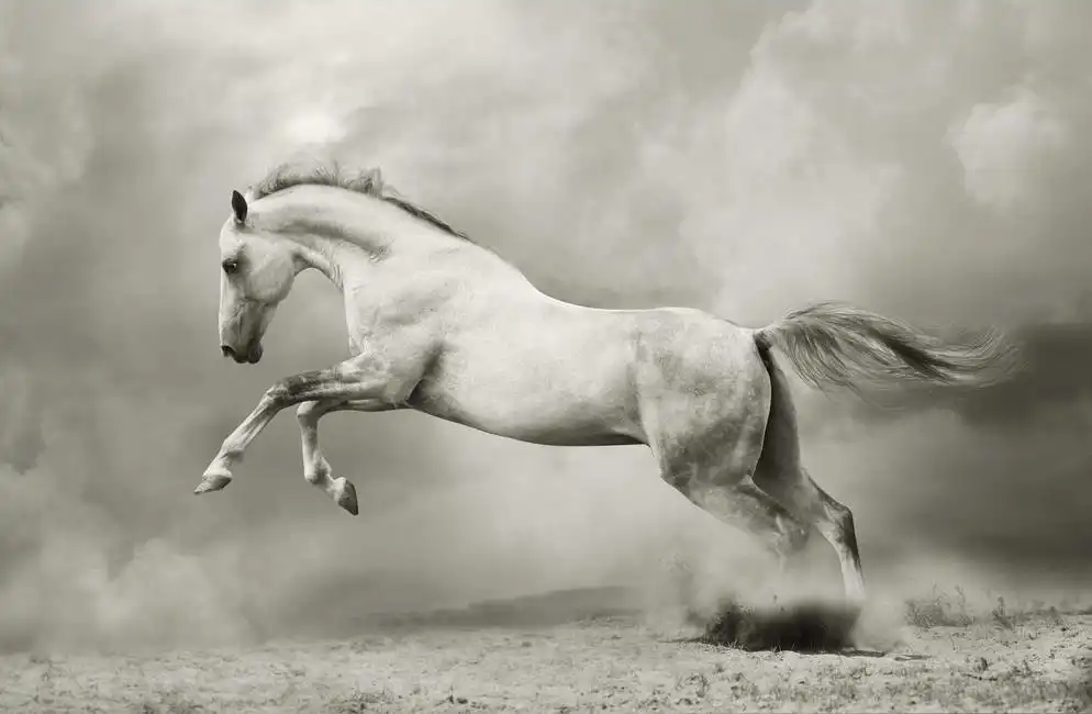 Unknown: Cheval blanc argenté