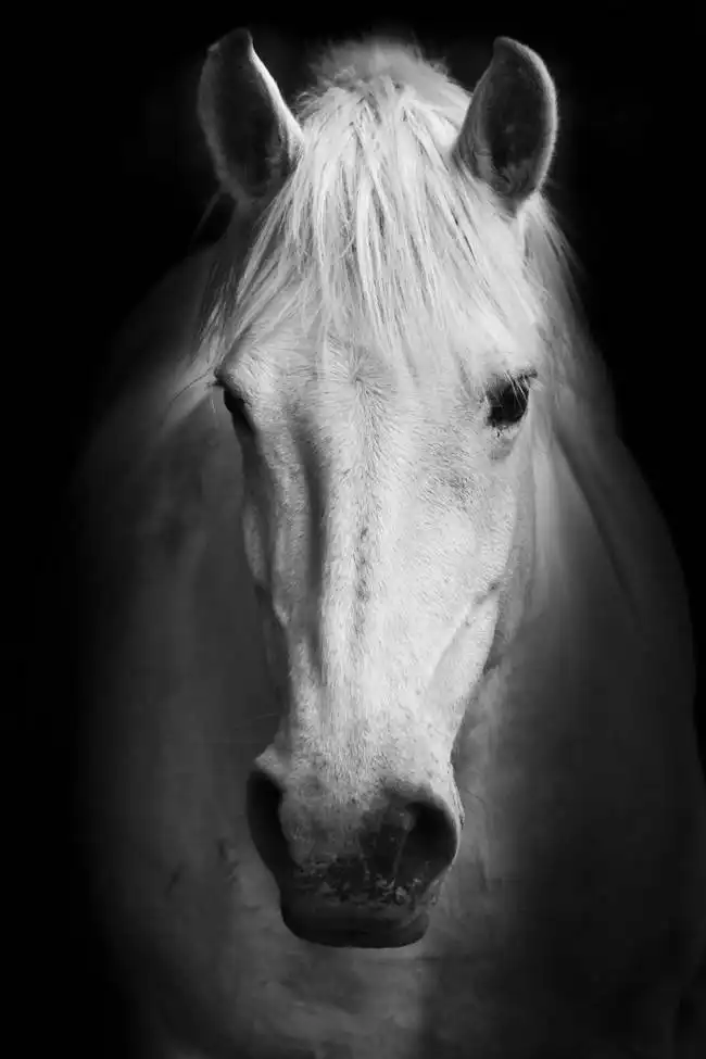 Neznámý: Bílý kůň v černé