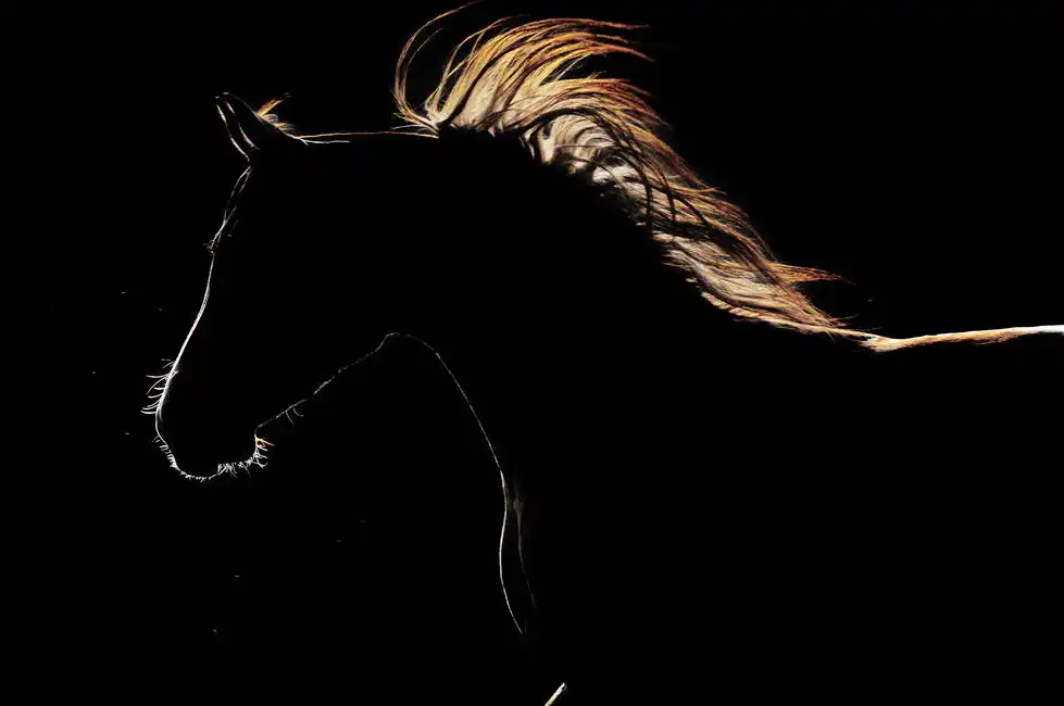 Neznámý: Koňská silueta
