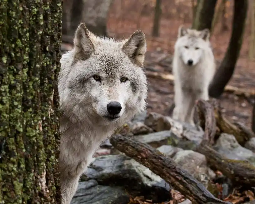 Unknown: Wölfe bewachen