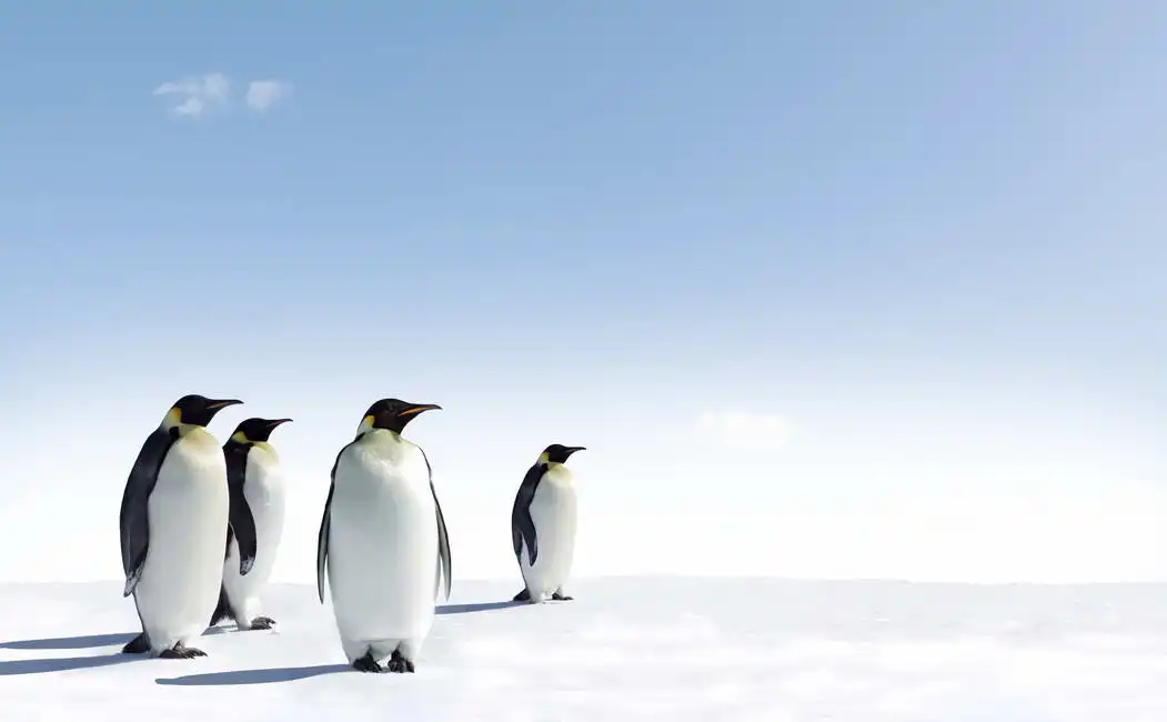 Neznámý: Tučňáci v Antarktidě