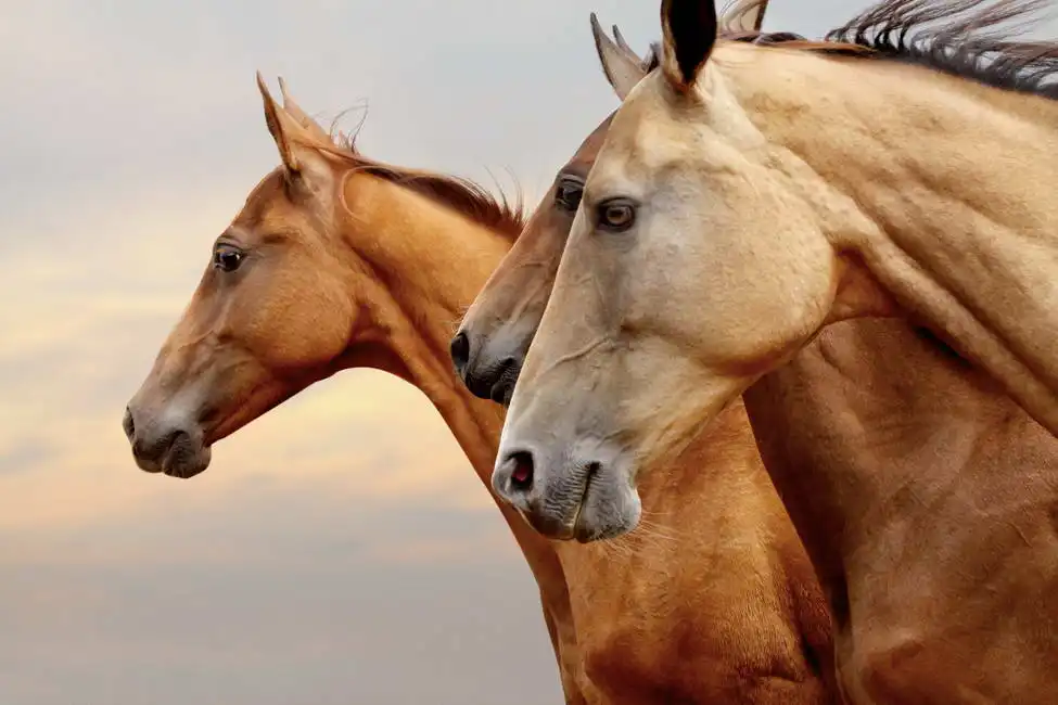 Neznámý: Čistokrevní koně v západu slunce