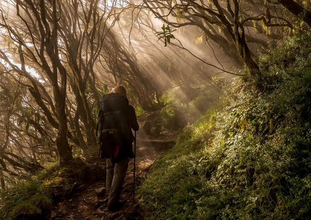 Wrobel, Karsten: Attraverso la foresta incantata