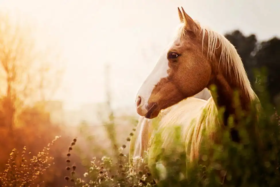 Neznámý: Východ slunce (kůň)
