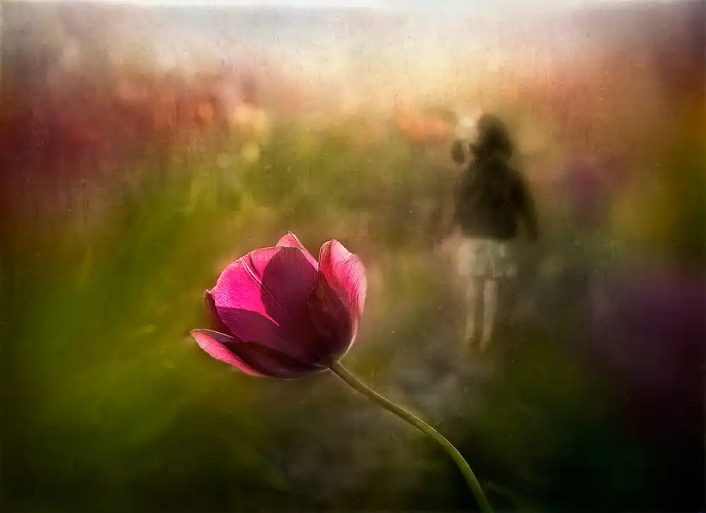 Dou, Shenshen: Eine rosa Erinnerung