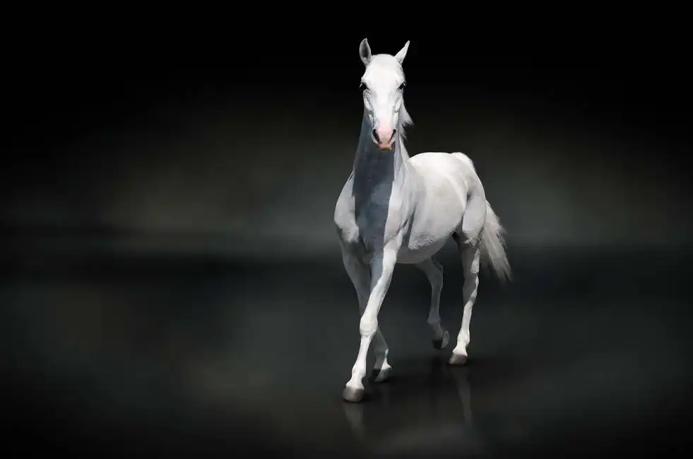 Neznámý: Bílý kůň