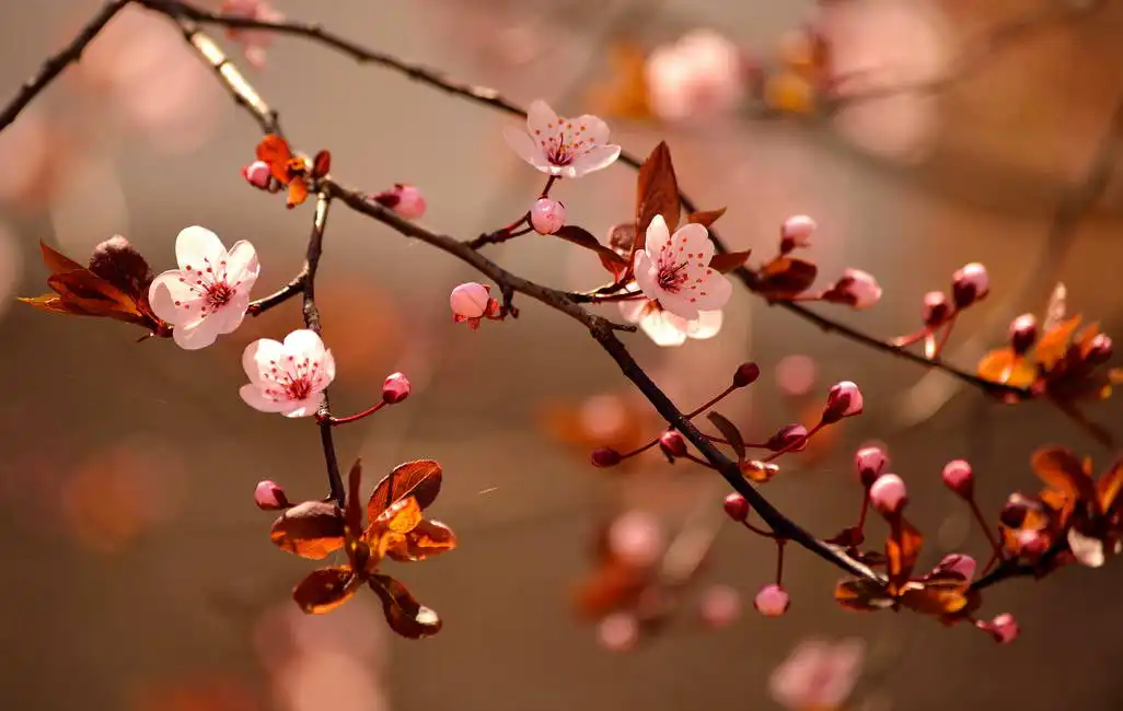 Neznámý: Kvetoucí japonské třešně - sakury