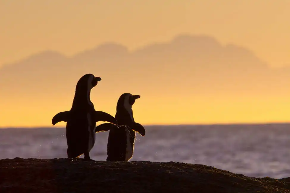 Neznámý: Párek afrických tučňáků při západu slunce v blízkosti Cape Town, Jižní Afrika