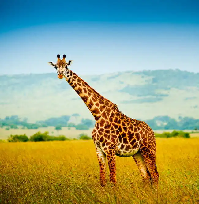 Neznámý: Žirafa v Keni